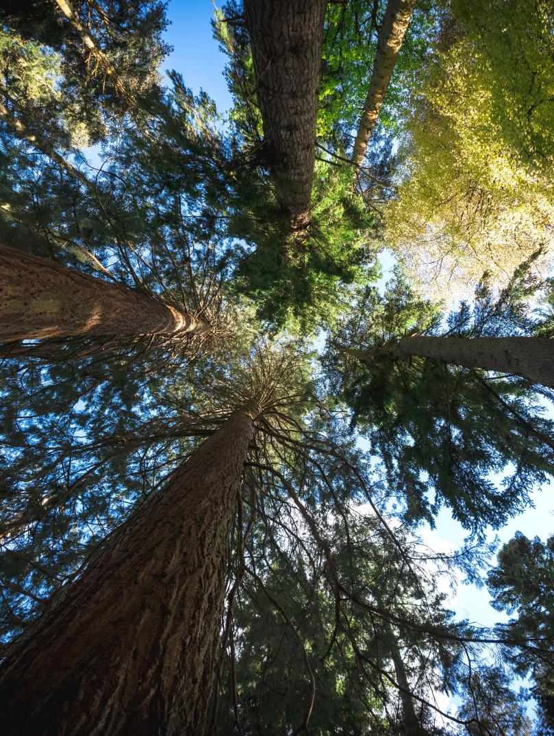 shot of tall trees from the forst floor with a blue sky and sunlight peeking through