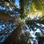 shot of tall trees from the forst floor with a blue sky and sunlight peeking through
